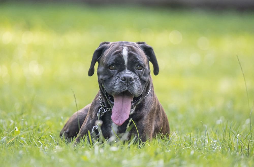 A brown Boxer dog lying on green grass with its tongue out, looking at the camera outdoors.
