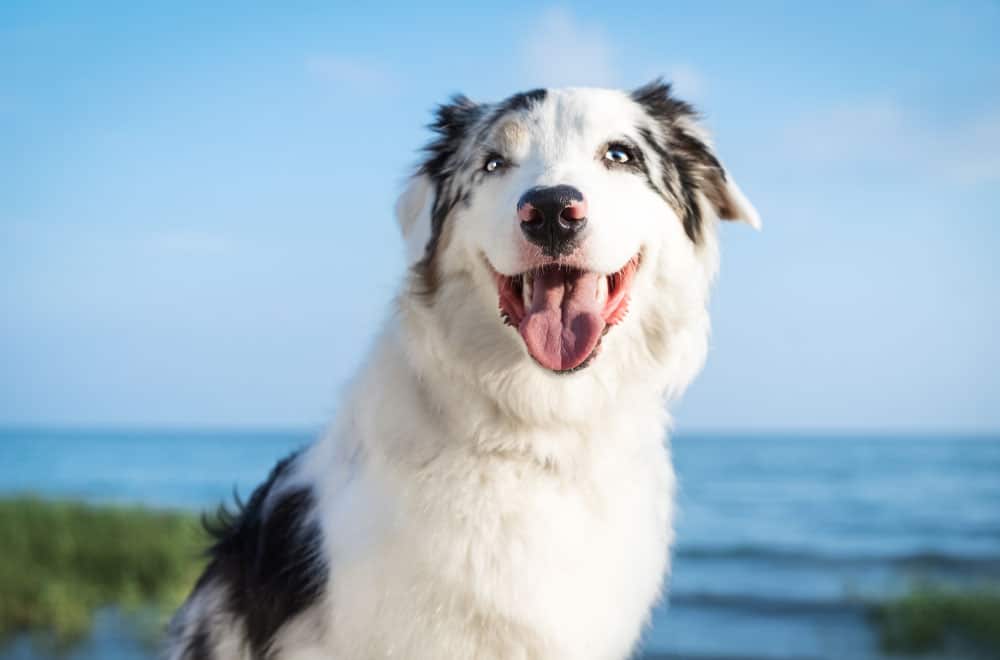 A close-up portrait of a white and grey Australian Shepherd dog with blue eyes, smiling with its tongue out against a blurred background of a blue ocean and sky.