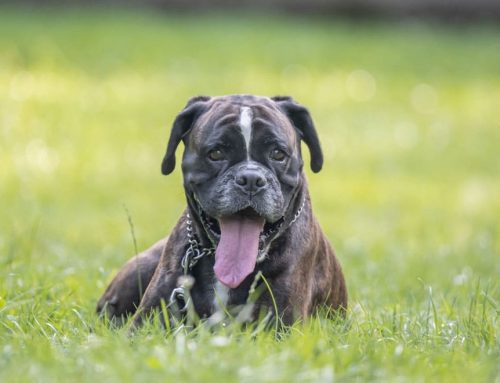 Think Only Old Dogs Get Arthritis? Think Again.