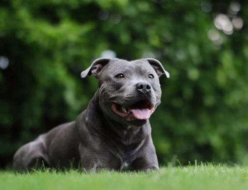 SUBTLE SIGNS  The Occasional Limp