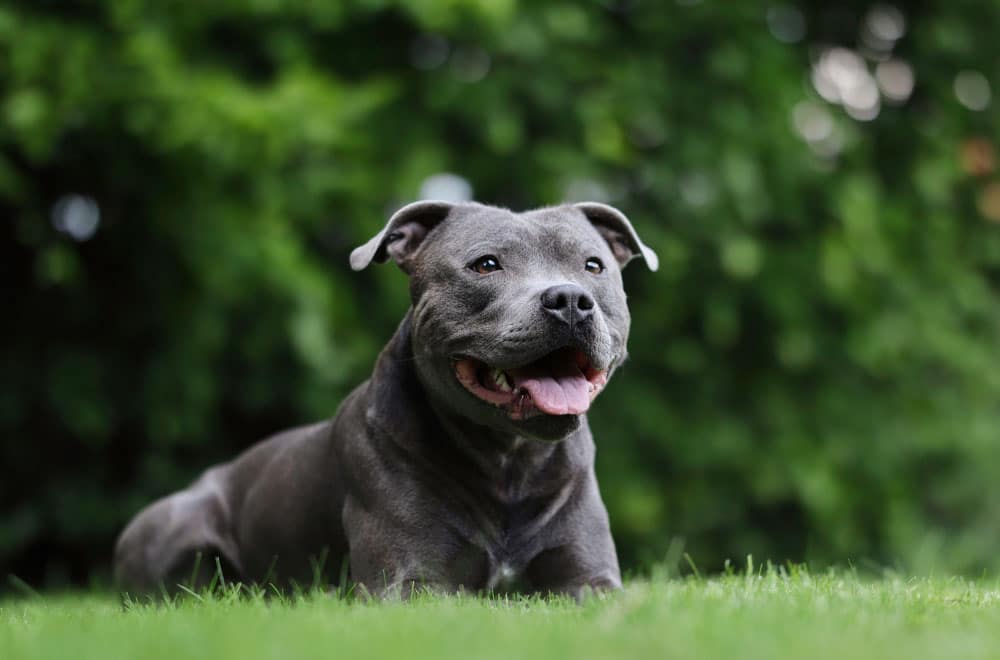 A gray Staffordshire Bull Terrier lying on grass with its mouth open, looking alert and happy in a green outdoor setting.